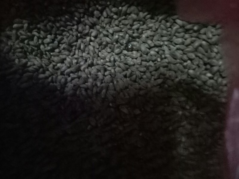 柏树种子