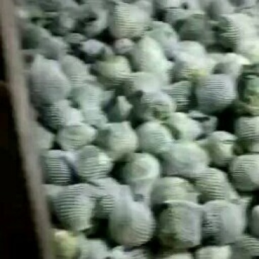 绿甘蓝