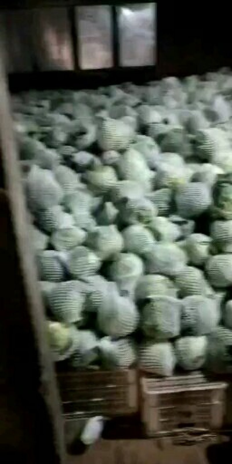 绿甘蓝