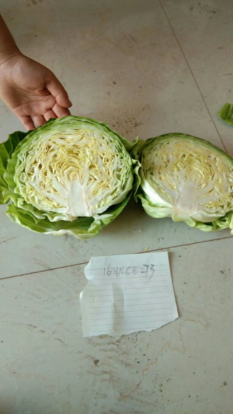 绿甘蓝