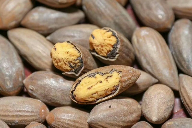 香榧