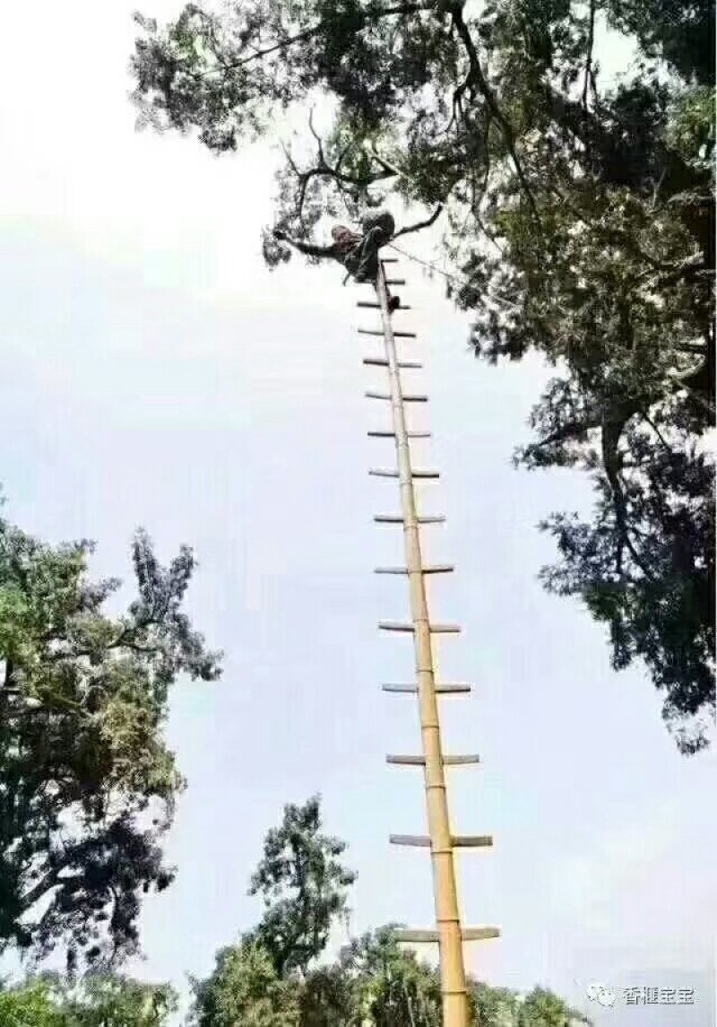 香榧