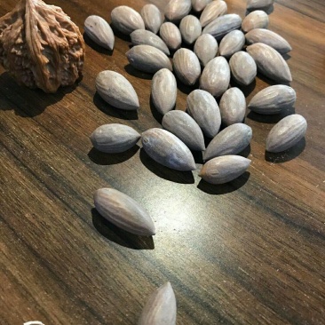 香榧