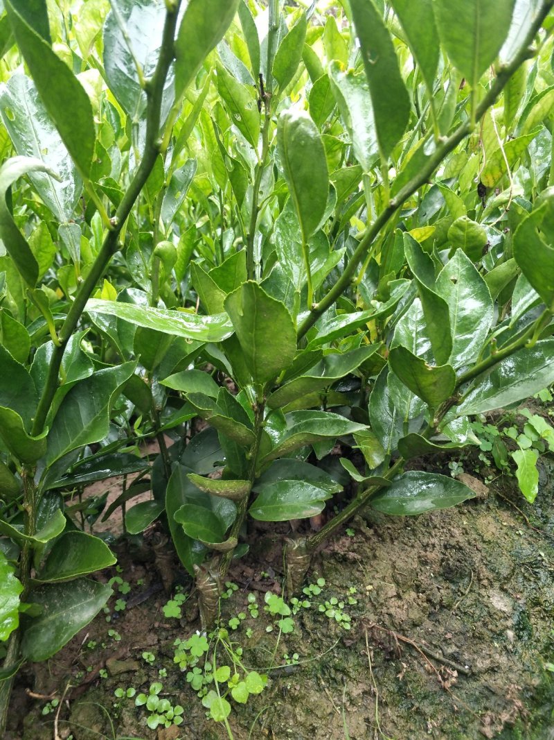 春见柑桔苗/耙耙柑苗/2年苗基地批零售/量大价优免费技术