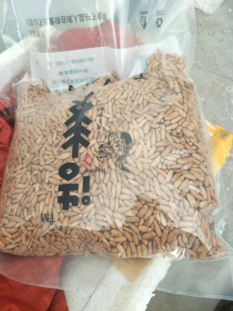 巴西松子