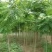 香椿树小苗一8公分