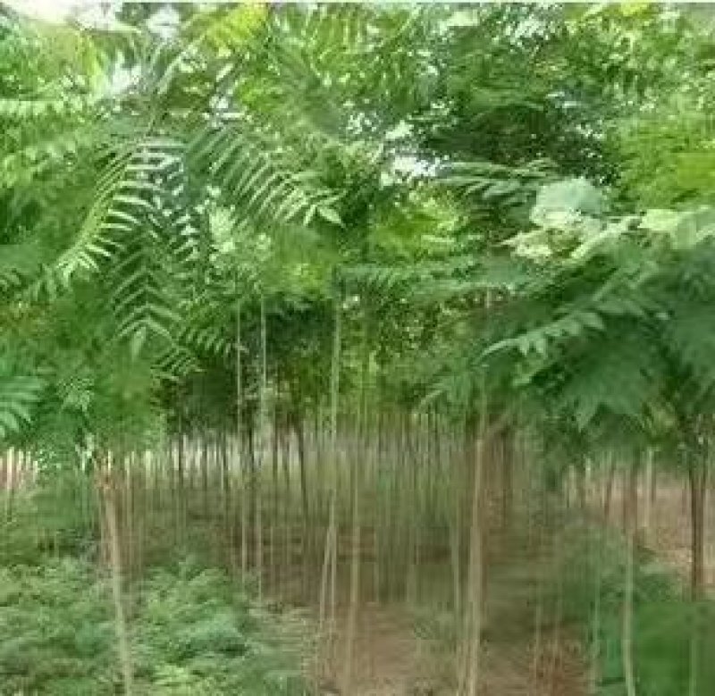 香椿树小苗一8公分