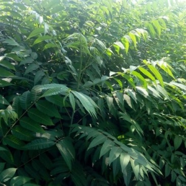 香椿树小苗一8公分