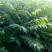 香椿树小苗一8公分