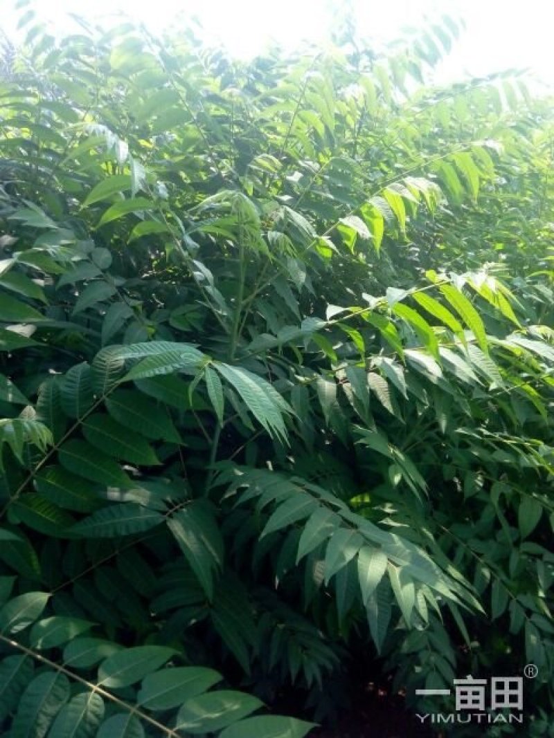 香椿树小苗一8公分