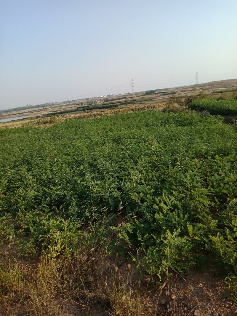 刺槐苗，生长快，成活率高