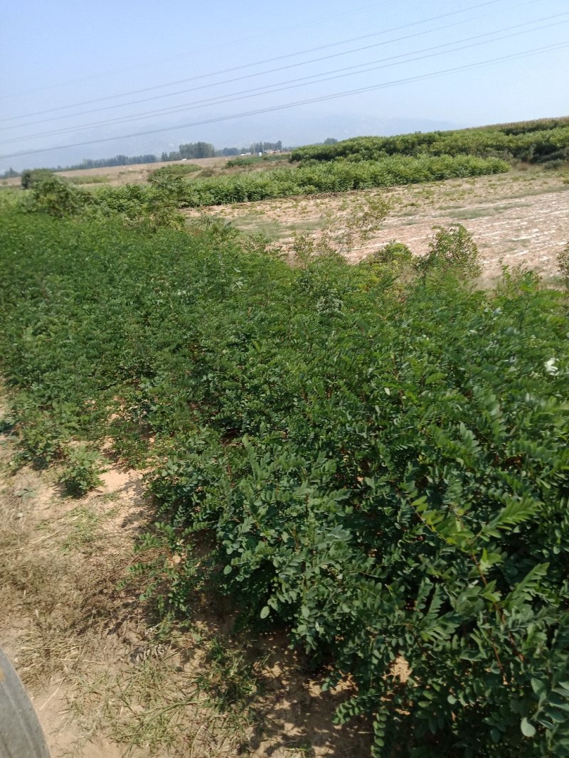 刺槐苗，生长快，成活率高