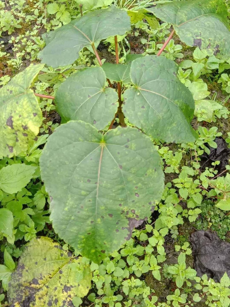 油桐小苗一5公分