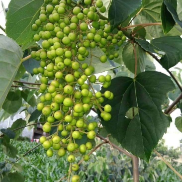 油桐小苗一5公分