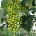 油桐小苗一5公分