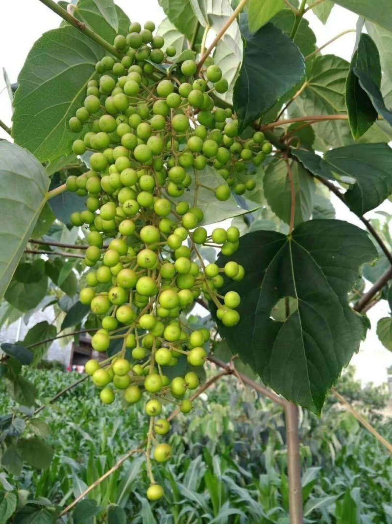 油桐小苗一5公分