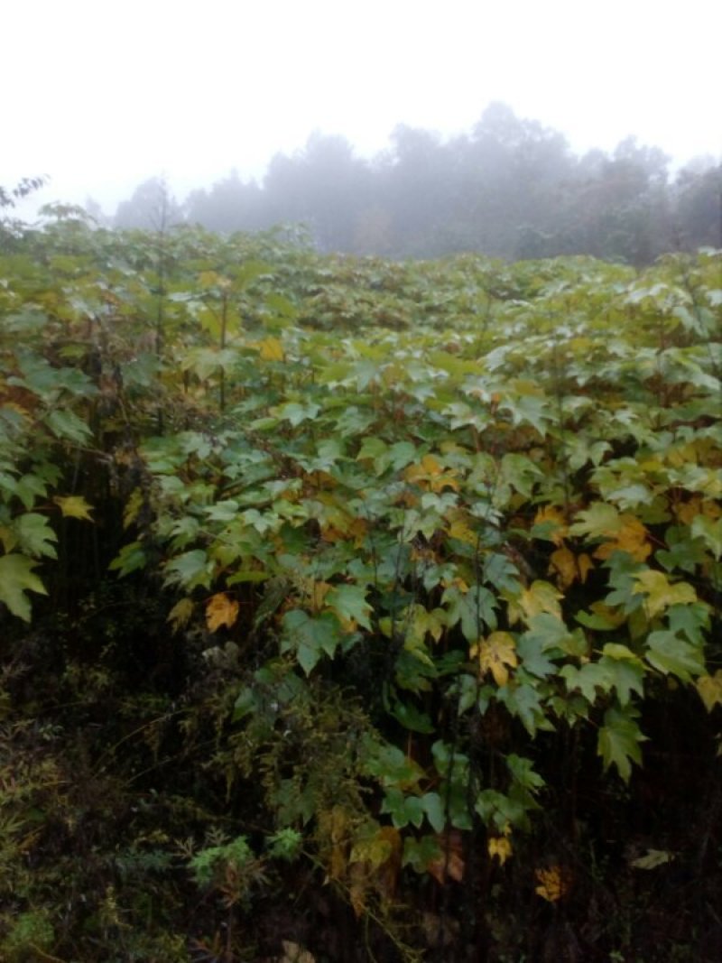 油桐小苗一5公分