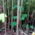 油桐小苗一5公分