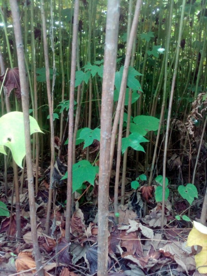 油桐小苗一5公分