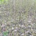 油桐小苗一5公分