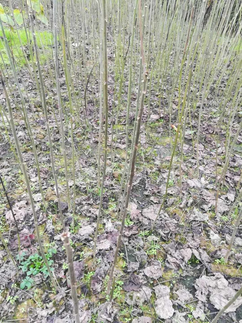 油桐小苗一5公分