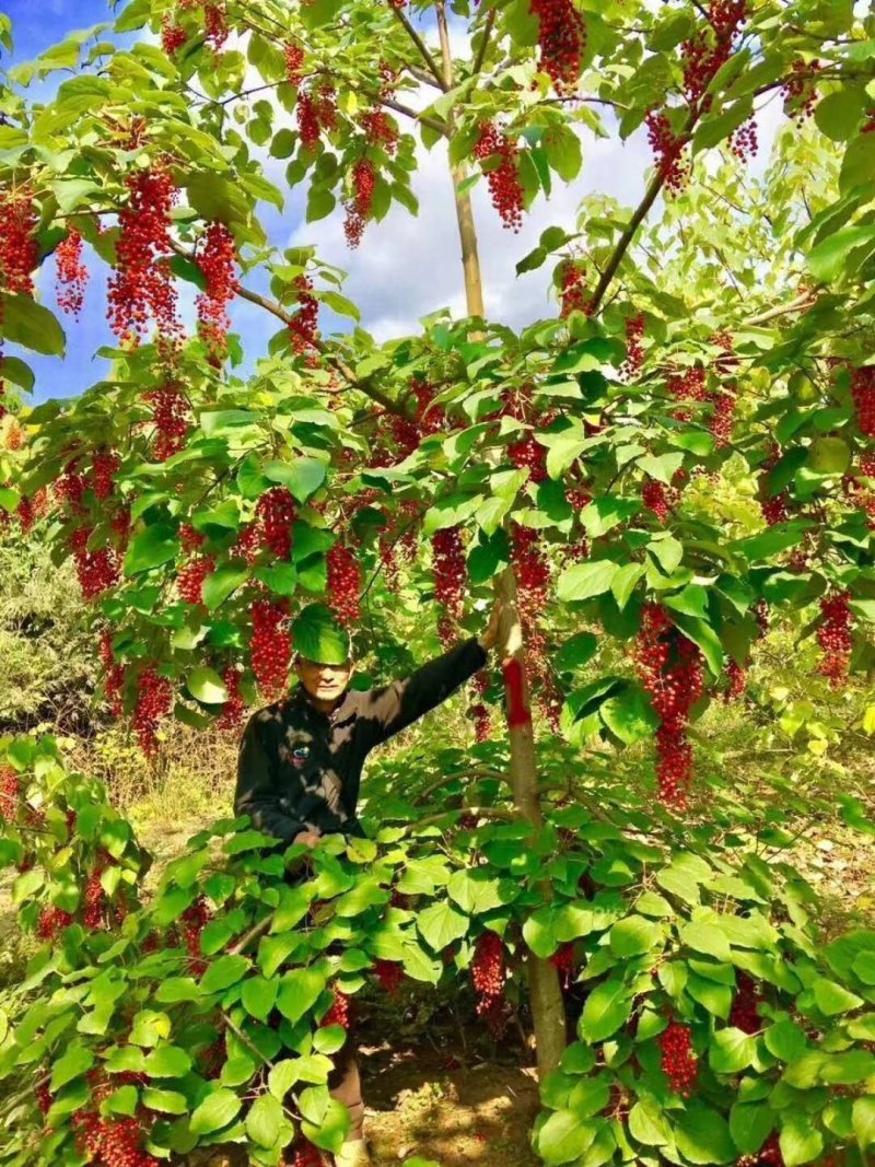 油桐小苗一5公分