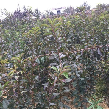 青脆李树苗