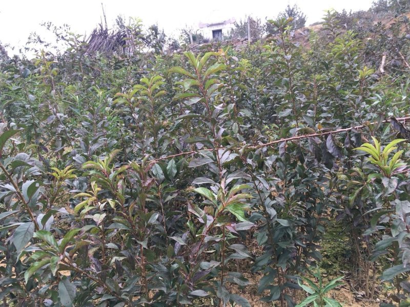 青脆李树苗
