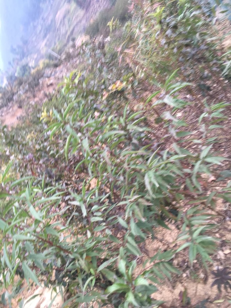 青脆李树苗