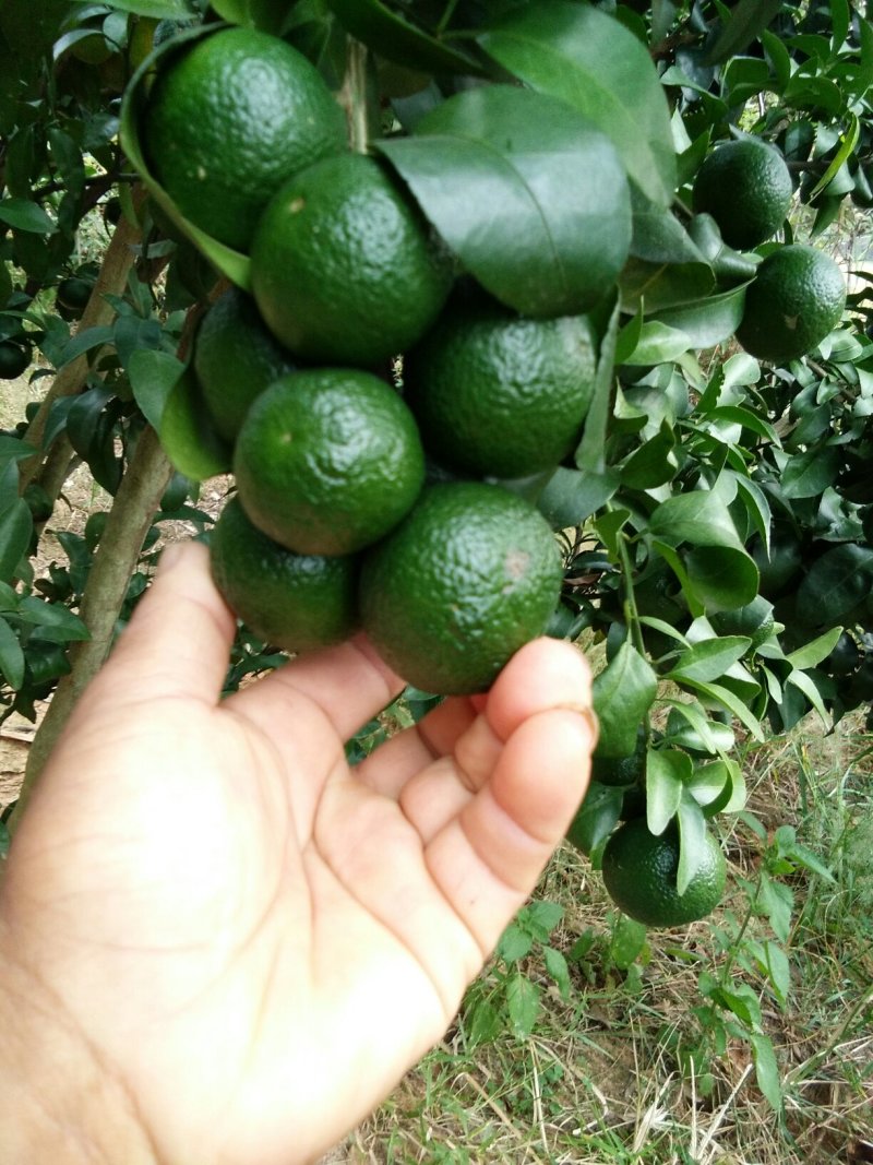 沙糖桔苗一年嫁接苗50~80cm高高抗病售後服務