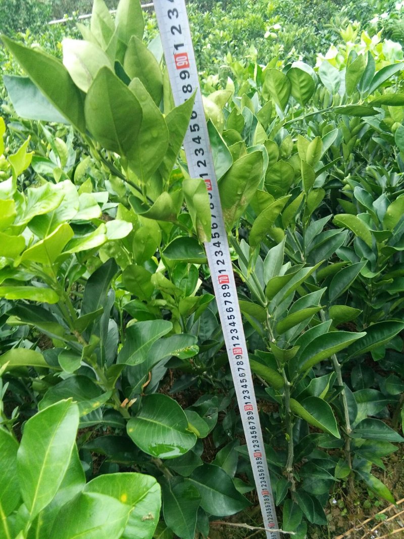 沙糖桔苗一年嫁接苗50~80cm高高抗病售後服務