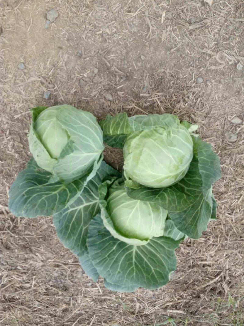 圆包菜