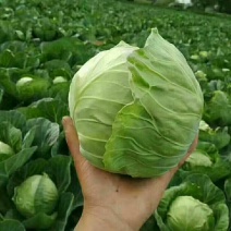 圆包菜