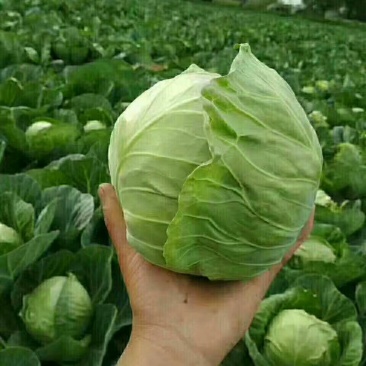 圆包菜