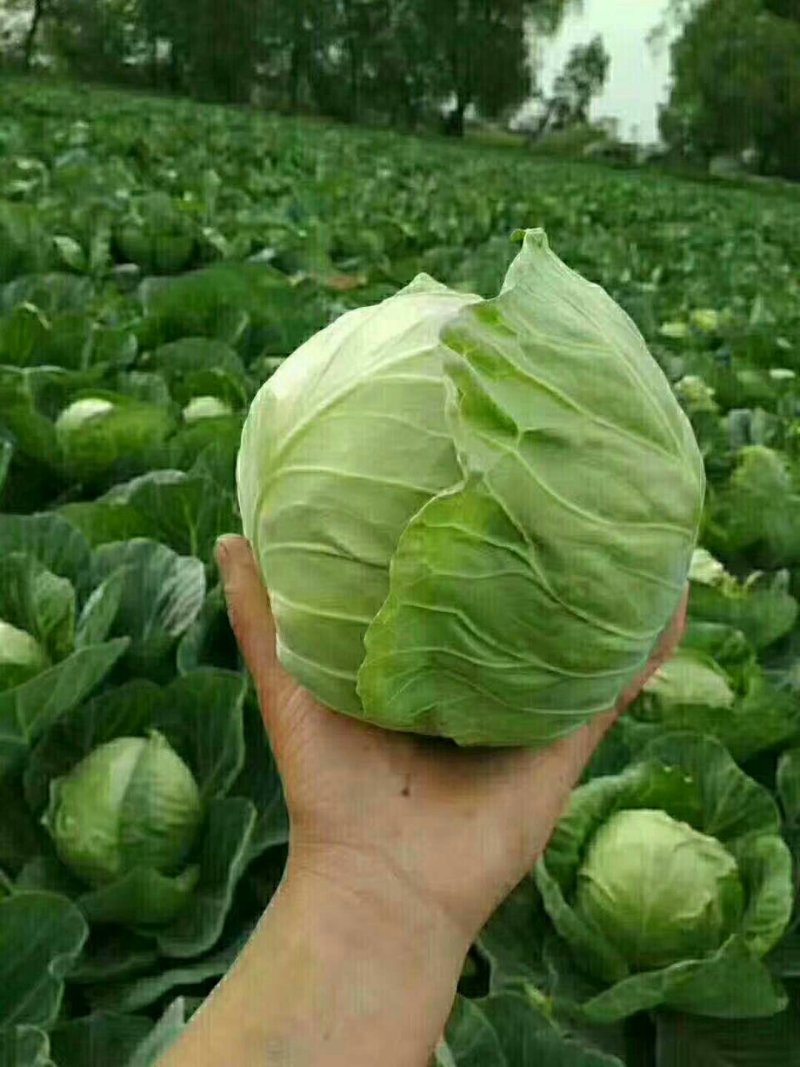 圆包菜