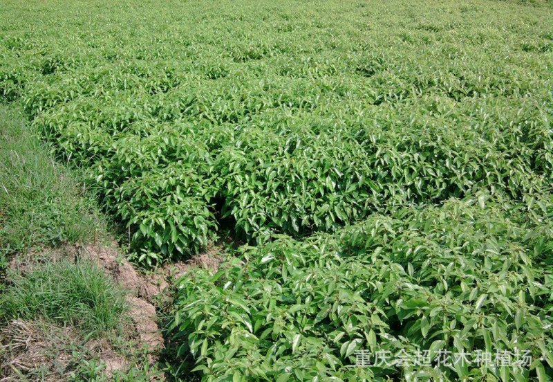 夏橙苗一年苗50－100公分高，两年苗.抗病力强