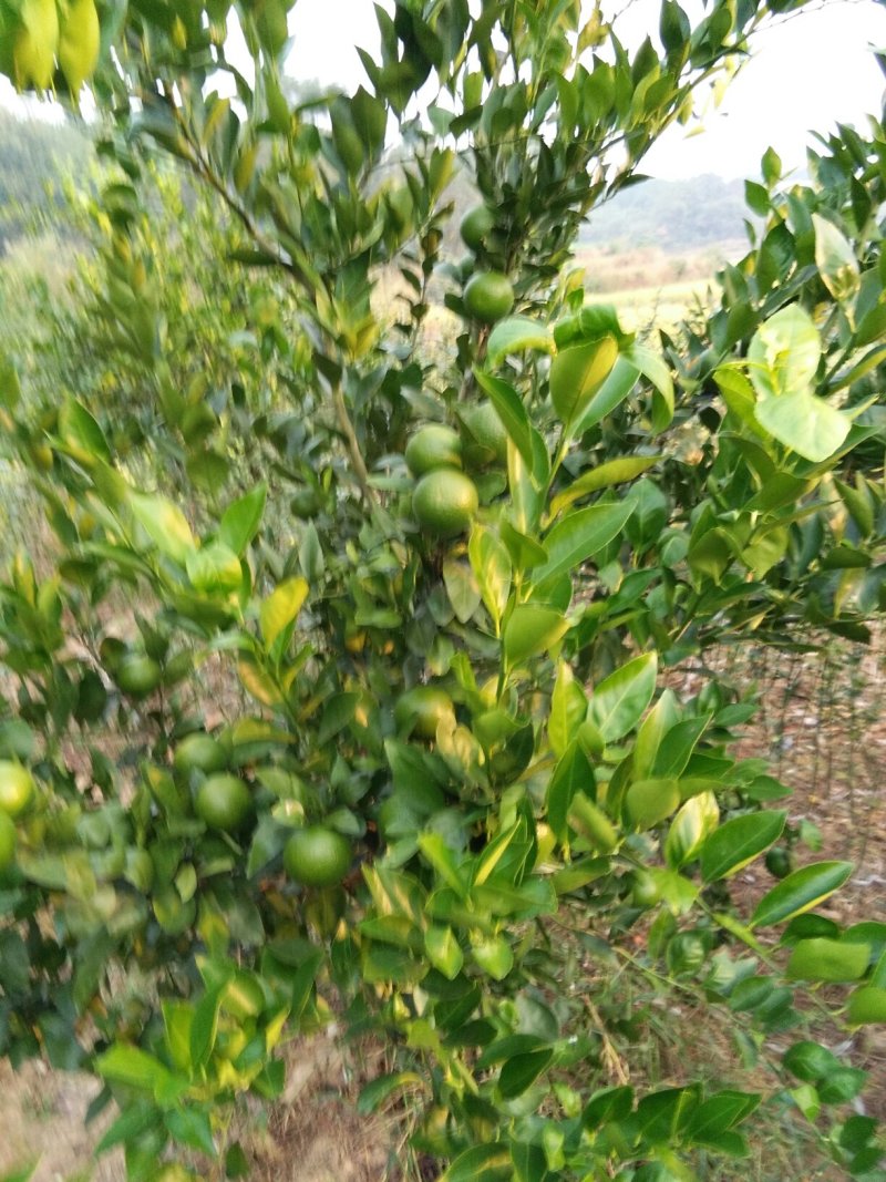 夏橙苗一年苗50－100公分高，两年苗.抗病力强