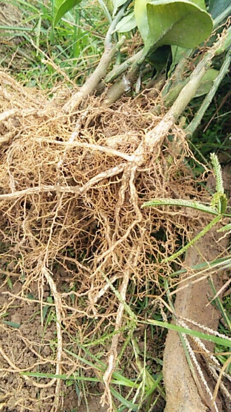 夏橙苗一年苗50－100公分高，两年苗.抗病力强