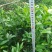 夏橙苗一年苗50－100公分高，两年苗.抗病力强