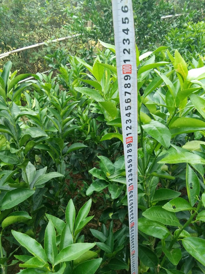 夏橙苗一年苗50－100公分高，两年苗.抗病力强