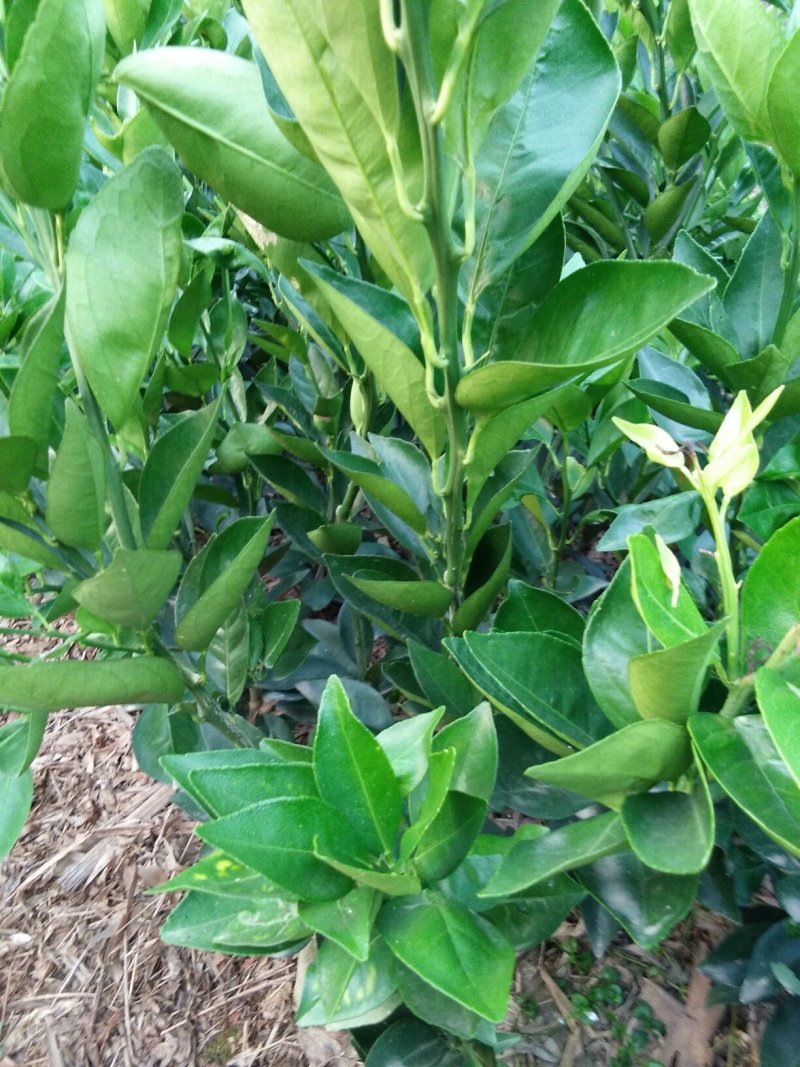 夏橙苗一年苗50－100公分高，两年苗.抗病力强