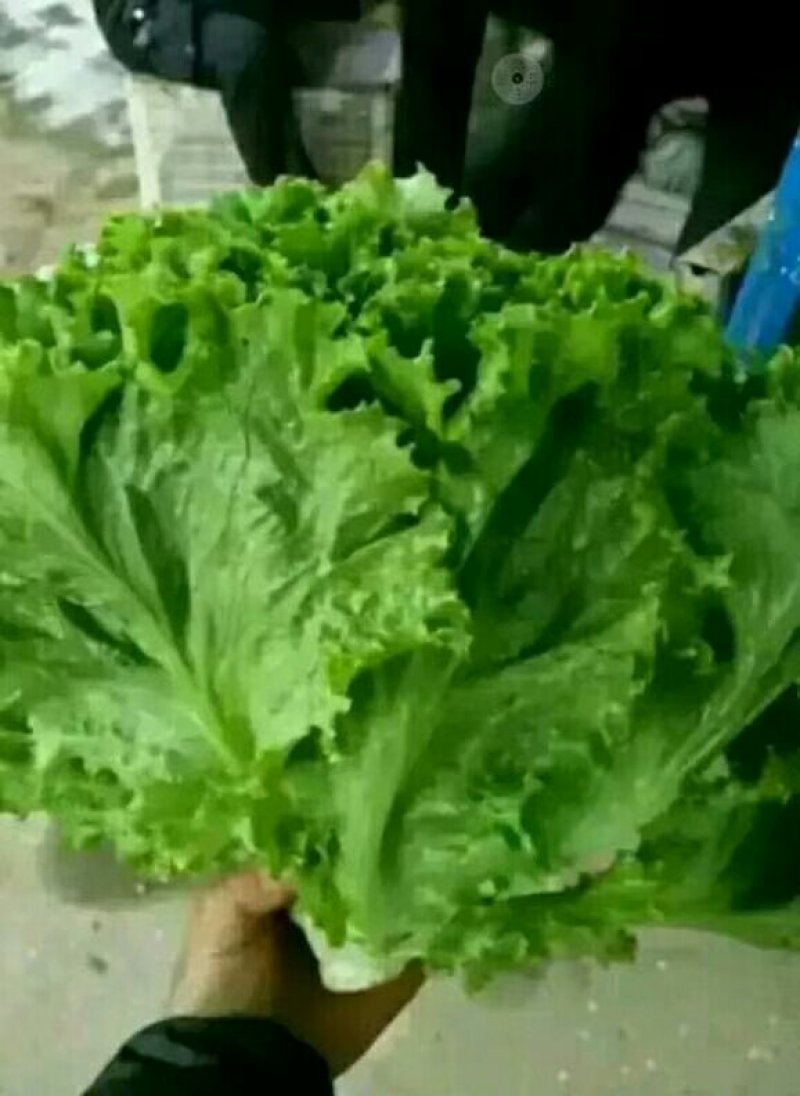 生菜，苦菊