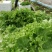 生菜，苦菊
