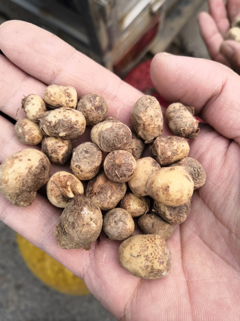 旱半夏种子种球产量高效益好出苗率高亩用200-300