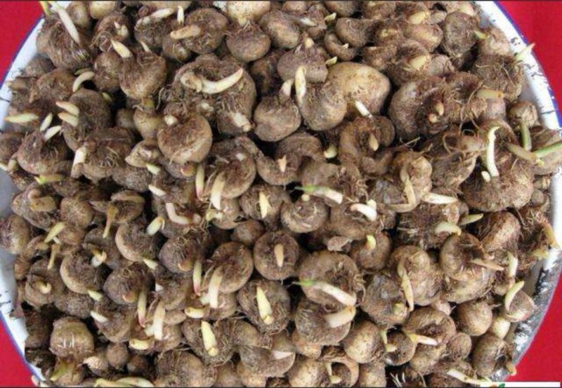 旱半夏种子种球产量高效益好出苗率高亩用200-300
