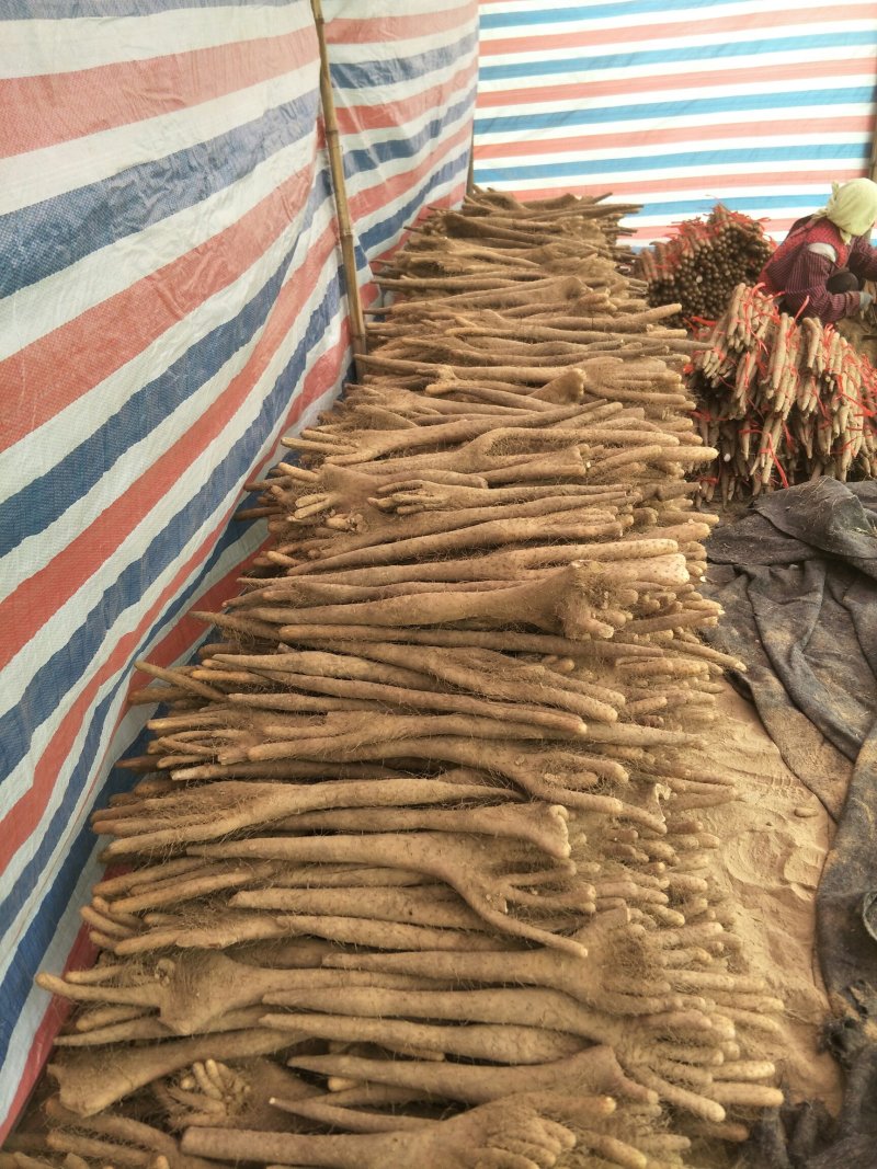 山东白玉山药带杆巴掌货一亩田√推荐