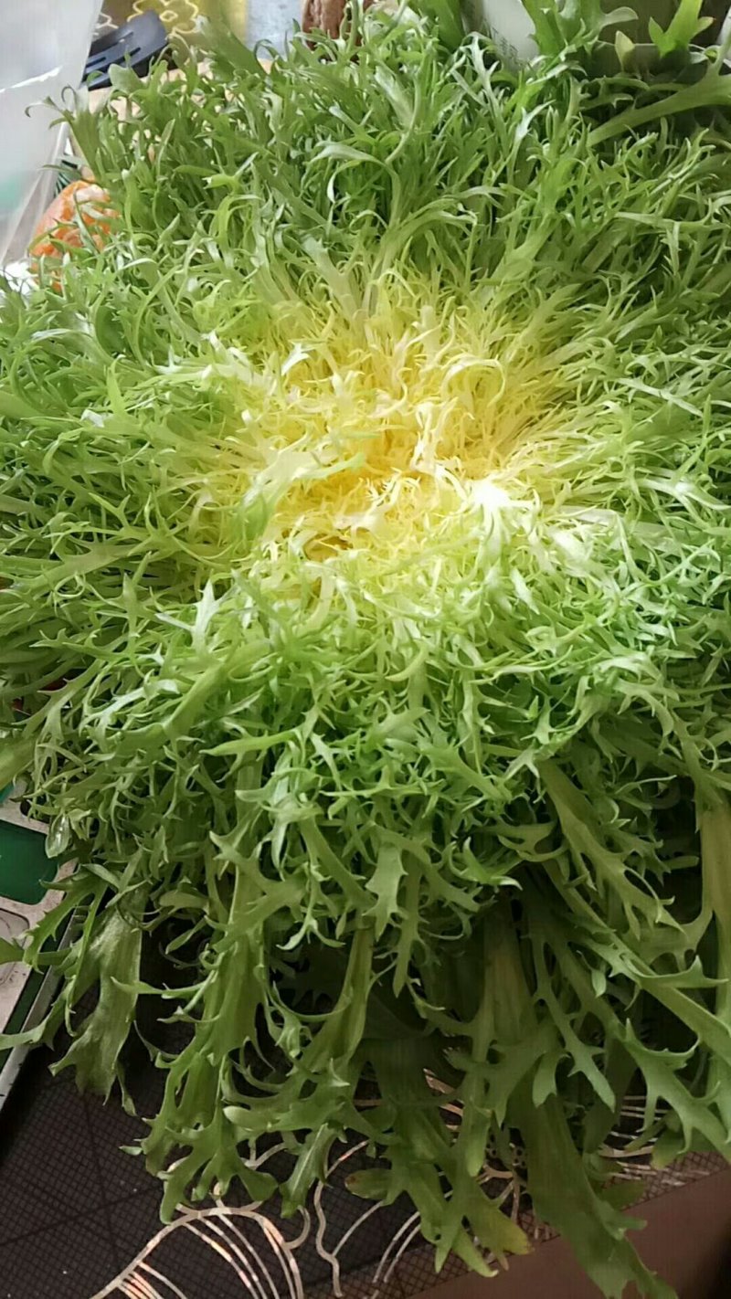 生菜，苦菊