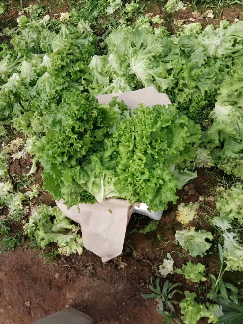 生菜，苦菊