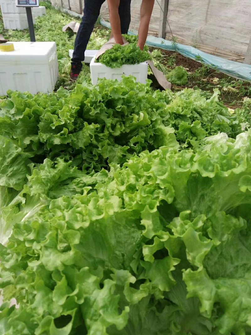 生菜，苦菊