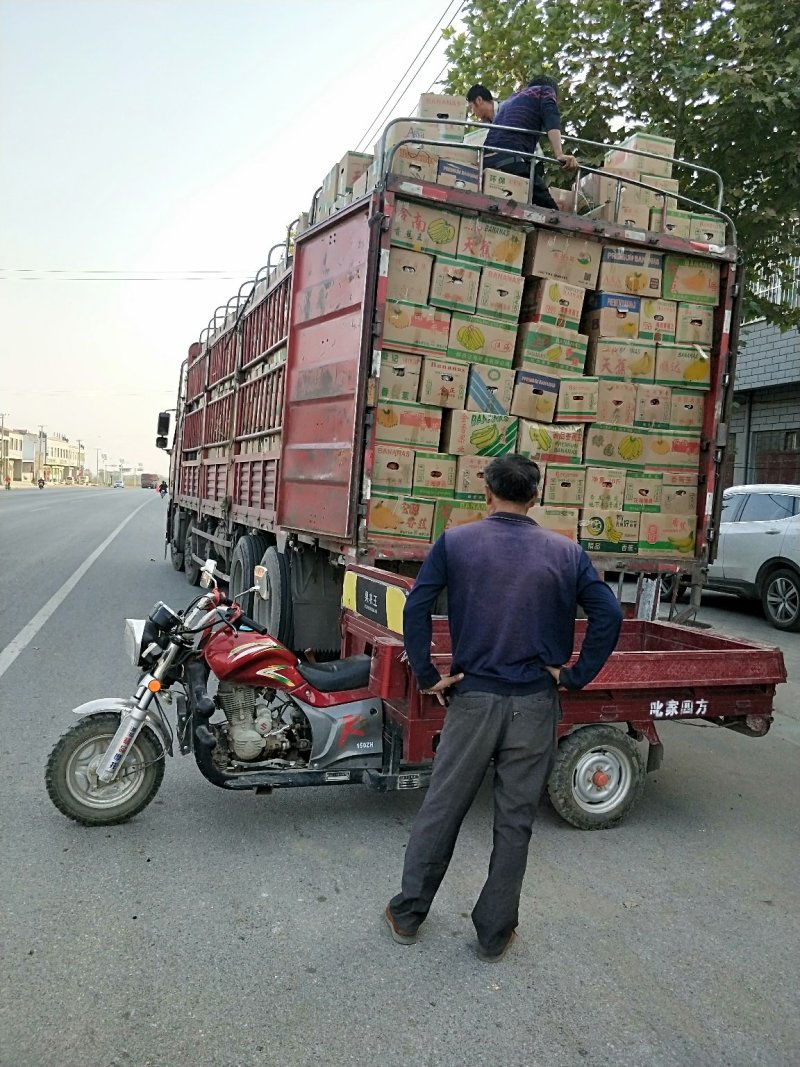 陕西渭南蒲城套网纸袋长把梨冬梨三两半起步，果面干净